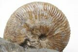 Iridescent Hoploscaphites Ammonite Fossil - South Dakota #209698-3